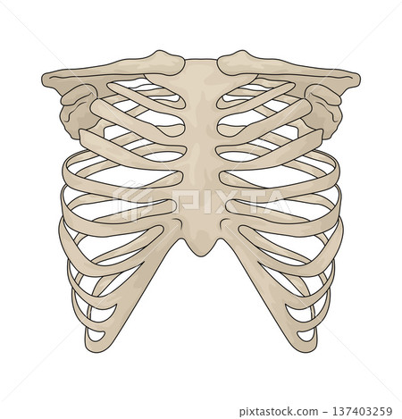 Illustration of Human Rib Cage Illustration of Human Rib Cage 137403259