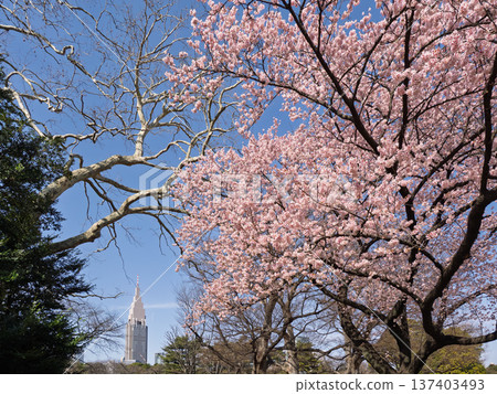 城市公園和摩天大樓間盛開的冬日櫻花-春日都市風光 城市公園和摩天大樓間盛開的冬日櫻花-春日都市風光 137403493