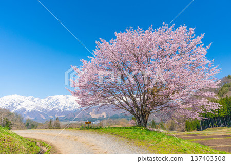 Spring in Hakuba - Nodaira's single cherry tree 137403508