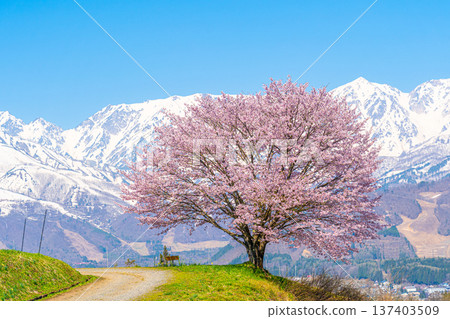 Spring in Hakuba - Nodaira's single cherry tree 137403509