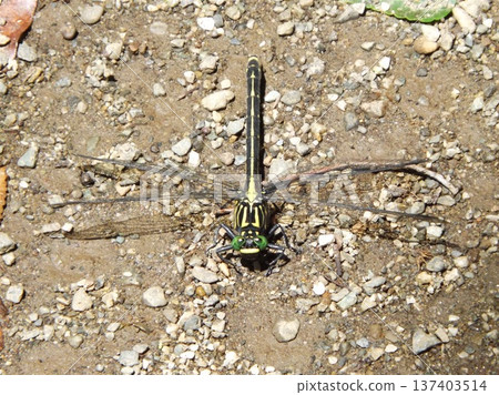 A mountain dragonfly resting on the ground A mountain dragonfly resting on the ground 137403514