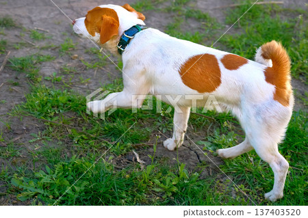 Walking Jack Russell terrier with black collar on green grass Walking Jack Russell terrier with black collar on green grass 137403520