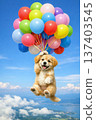 小狗乘著氣球在空中飛翔 137403545