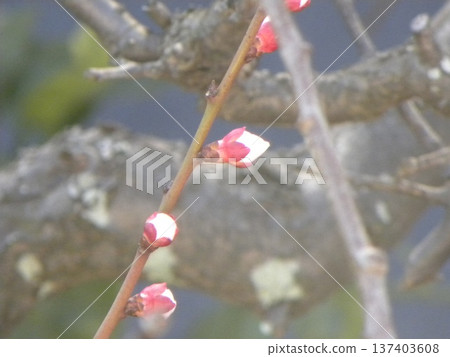 我們家李樹的花苞正在膨脹。 137403608