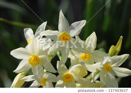 White Grand Monarch flowers blooming in a garden in early spring 137403637