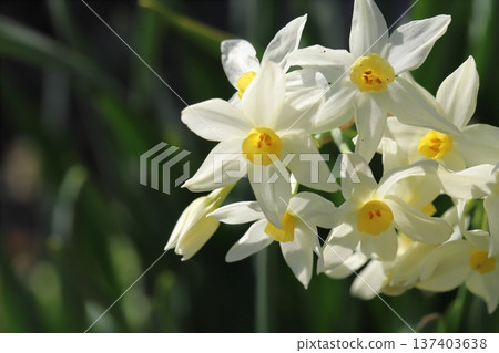 White Grand Monarch flowers blooming in a garden in early spring 137403638
