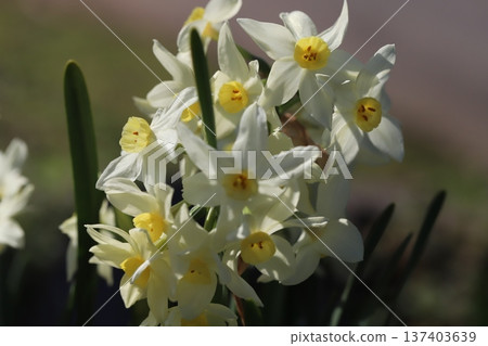 White Grand Monarch flowers blooming in a garden in early spring 137403639