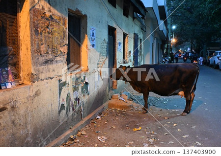 Indian cattle 137403900