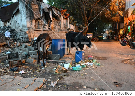 Indian Cow 10 Indian Cow 10 137403909