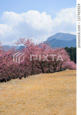 Spring scenery of Minamiaso with rows of cherry blossom trees Spring scenery of Minamiaso with rows of cherry blossom trees 137403924