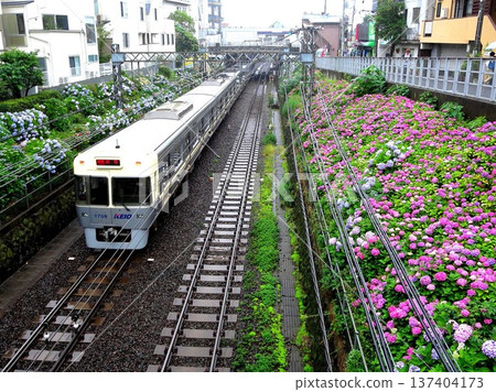 2013.6.13 Inokashira Line and Hydrangeas Shindaita-Higashimatsubara 2013.6.13 Inokashira Line and Hydrangeas Shindaita-Higashimatsubara 137404173