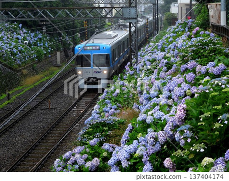 2013年6月13日 井之頭線 繡球花 新大田東松原 2013年6月13日 井之頭線 繡球花 新大田東松原 137404174