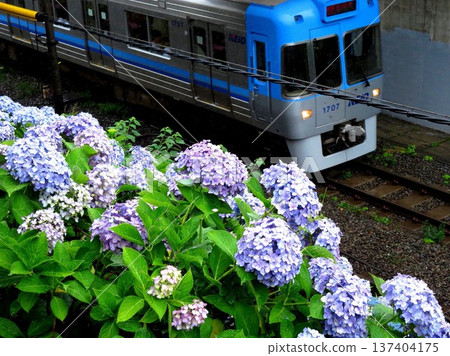 2013年6月13日 井之頭線 繡球花 新大田東松原 2013年6月13日 井之頭線 繡球花 新大田東松原 137404175