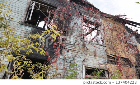 Abandoned wooden house after fire, nature reclaiming charred ruin, autumn decay Abandoned wooden house after fire, nature reclaiming charred ruin, autumn decay 137404228
