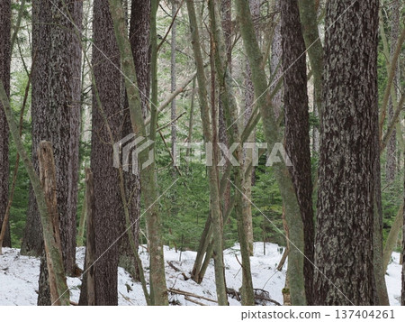 Snow-covered coniferous forest Snow-covered coniferous forest 137404261