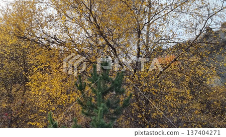 Autumn Forest, Trees, Leaves In The Mountains 137404271
