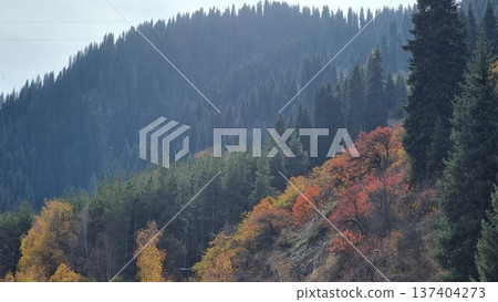 Autumn Forest Landscape With Colorful Leaves 137404273