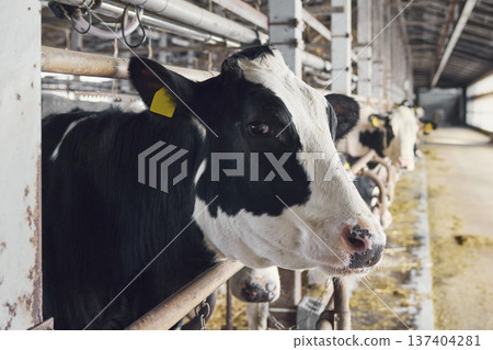 飼養在牛棚裡的荷蘭乳牛 飼養在牛棚裡的荷蘭乳牛 137404281