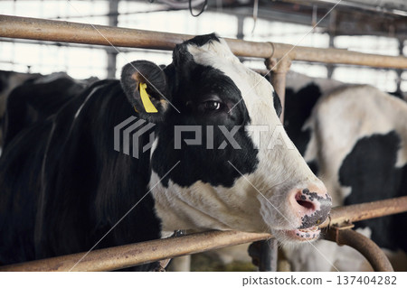 Holstein dairy cows kept in a barn 137404282