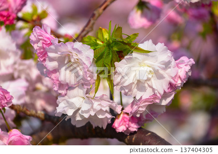 大阪造幣局的八重倉章月 137404305