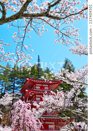 Spring Cherry Blossoms Arakurayama Sengen Park Spring Cherry Blossoms Arakurayama Sengen Park 137404501