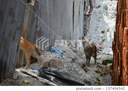Stray cats in Bangalore Stray cats in Bangalore 137404542
