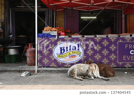班加羅爾。一隻山羊坐在一家薩莫薩三角餃店前。 班加羅爾。一隻山羊坐在一家薩莫薩三角餃店前。 137404545
