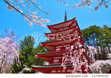 Spring Cherry Blossoms Arakurayama Sengen Park Spring Cherry Blossoms Arakurayama Sengen Park 137404556