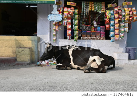 印度牛 13 137404612