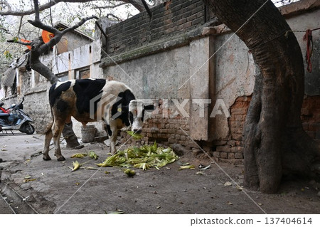 Indian Cow 15 137404614