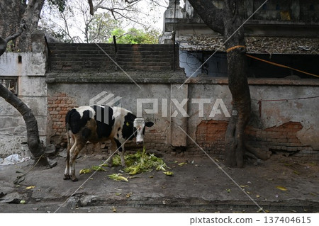 Indian Cow 16 137404615