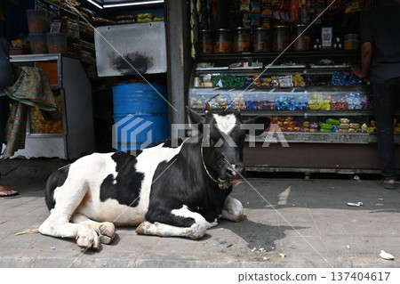 印度牛 18 137404617