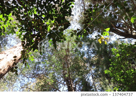 The sky seen from inside the forest 137404737