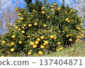 Haruka citrus fruits, ripe and ripe 137404871