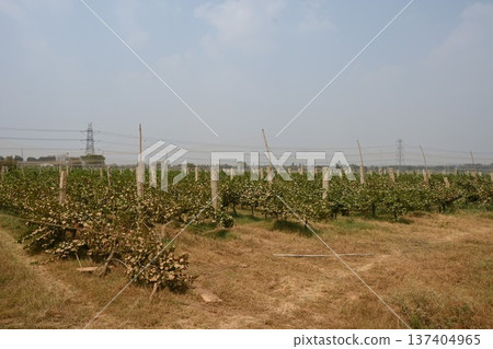 班加羅爾的酒莊和葡萄園 班加羅爾的酒莊和葡萄園 137404965