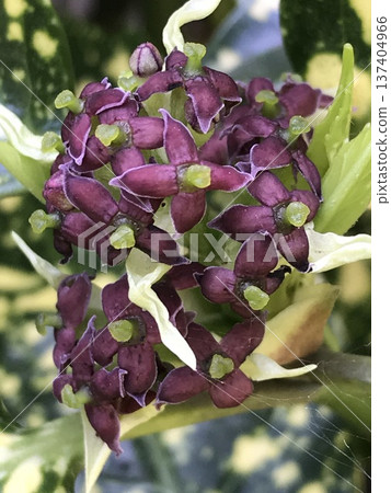 青木的花 137404966