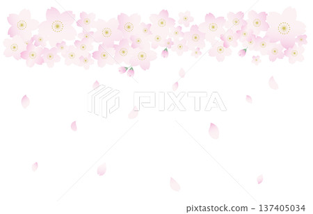 Cherry Blossom	 137405034