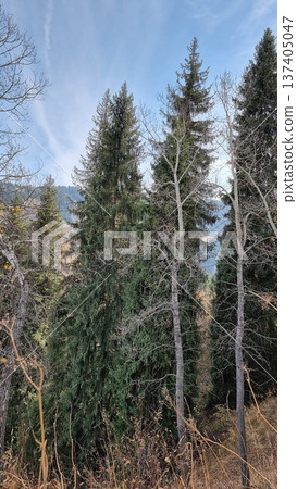 Beautiful Landscape With Trees In The Forest Beautiful Landscape With Trees In The Forest 137405047