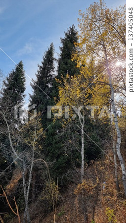 Beautiful View Of The Forest Beautiful View Of The Forest 137405048