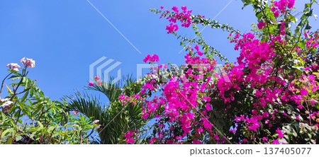 九重葛開花發光在藍天 九重葛開花發光在藍天 137405077