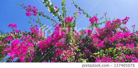 九重葛開花發光在藍天 137405078