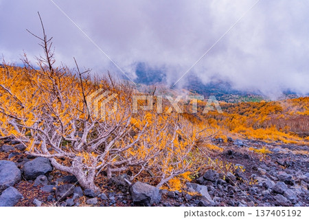 （靜岡縣）富士山，寶榮步道：秋葉與雲海 137405192
