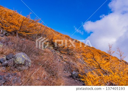 (Shizuoka Prefecture) Mt. Fuji, Hoei Promenade: Autumn leaves and sea of clouds 137405193