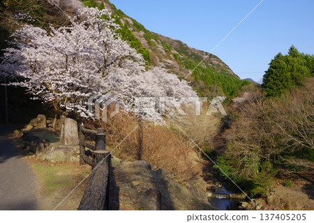 A view of Yuzuruha Dam with cherry blossoms in bloom in Minamiawaji City, Hyogo Prefecture A view of Yuzuruha Dam with cherry blossoms in bloom in Minamiawaji City, Hyogo Prefecture 137405205
