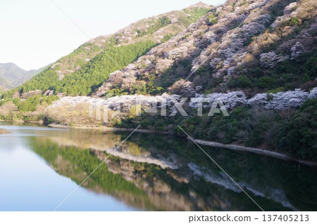兵庫縣南川市，櫻盛開的柚羽水壩景色 137405213