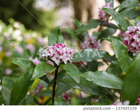 Daphne flower flower close-up 137405339