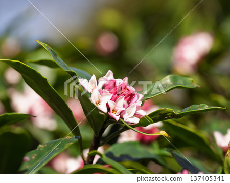 Daphne flower flower close-up 137405341