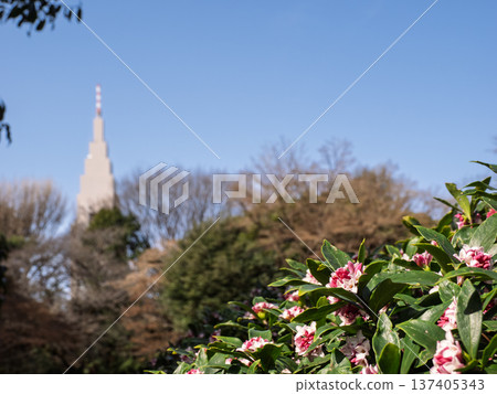Daphne flowers blooming against the backdrop of skyscrapers: Spring in the city 137405343