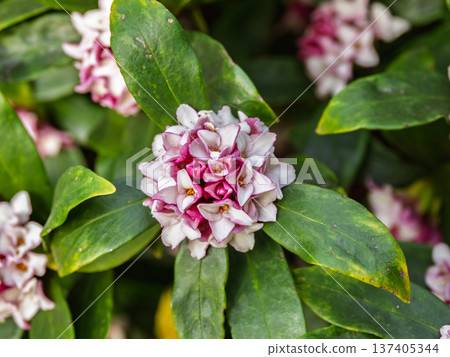 Daphne flower flower close-up 137405344