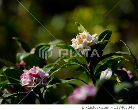 Daphne flower flower close-up 137405346